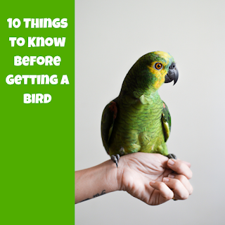 10 Things You Need to Know Before Adopting a Bird